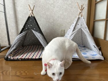 【写真映え】100均でペット用テント！猫ちゃんも大喜び！？